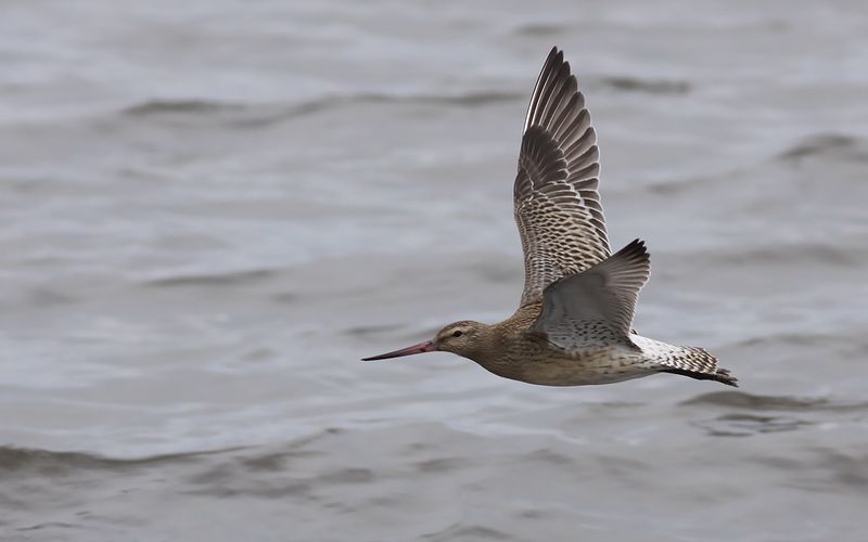 Myrspov - Bar-tailed Godwit  (Limosa lapponica)