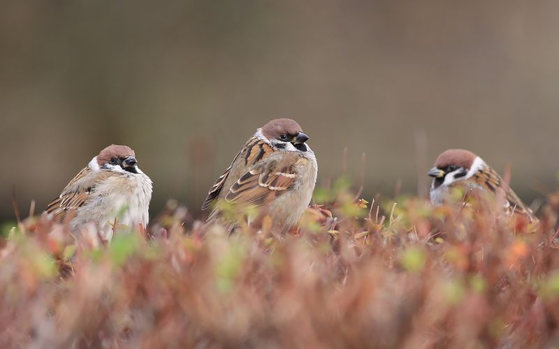 Pilfink - Tree Sparrow (Passer montanus)