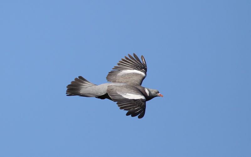 Ringduva - Woodpigeon  (Columba palumbus)