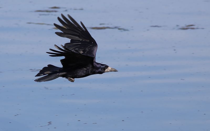Rka - Rook (Corvus frugilegus)