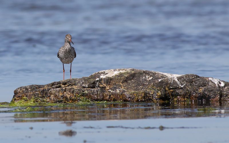 Rödbena - Redshank (Tringa totanus)