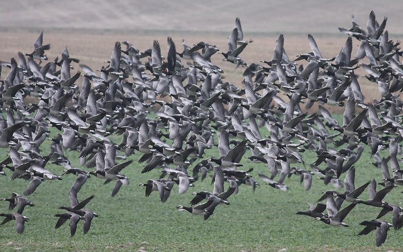 Rdhalsad gs - Red-breasted Goose  (Branta ruficollis)