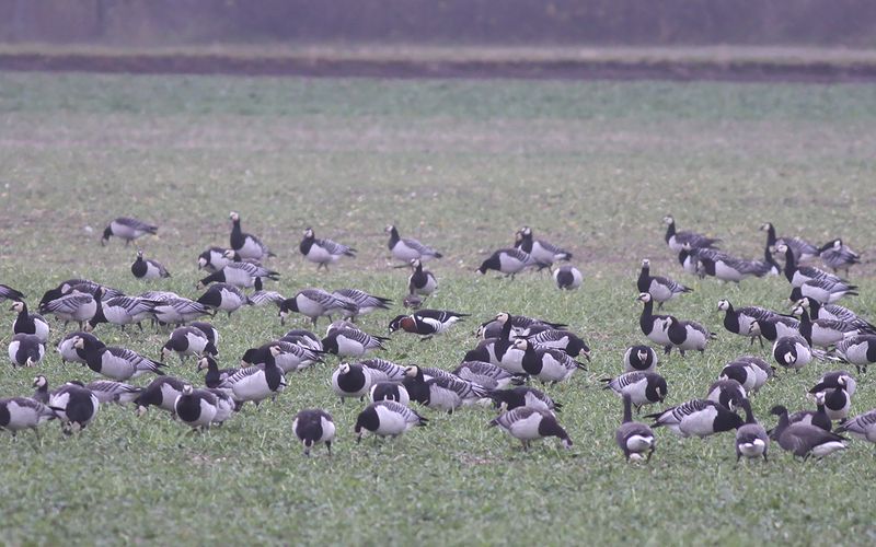 Rdhalsad gs - Red-breasted Goose  (Branta ruficollis)