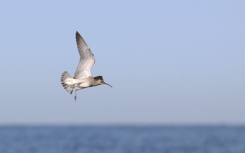 Småspov - Eurasian Whimbrel (Numenius phaeopus)