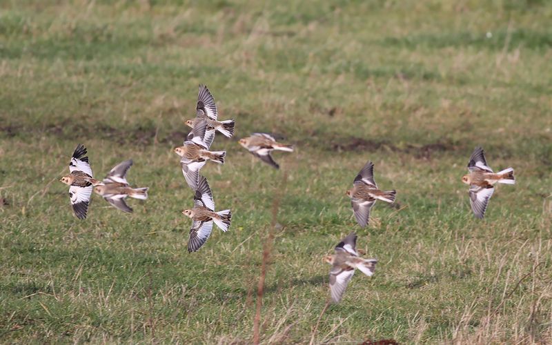 Snösparv - Snow Bunting (Plectrophenax nivalis)