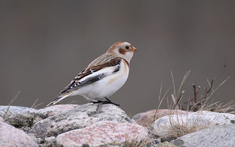 Snösparv - Snow Bunting (Plectrophenax nivalis)
