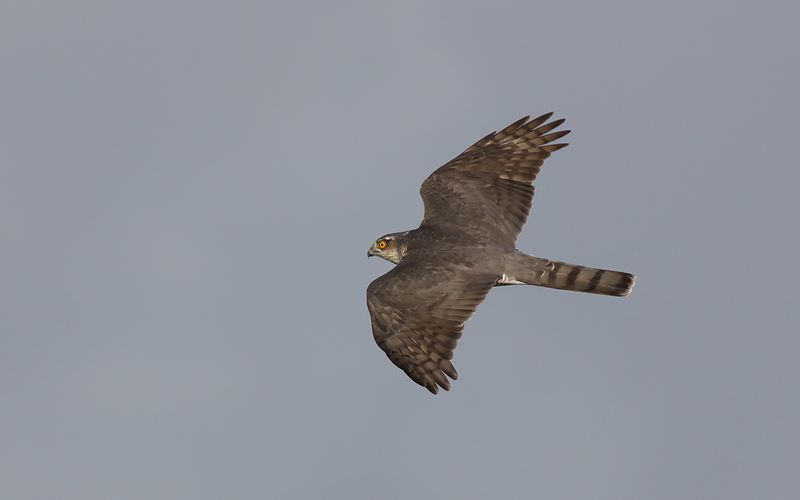 Sparvhök - Eurasian Sparrow Hawk (Accipiter nisus)