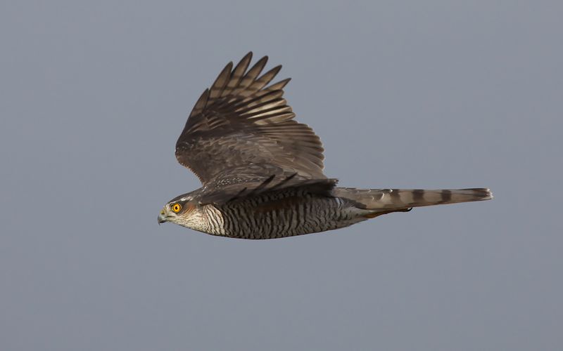 Ospreys - Eagles