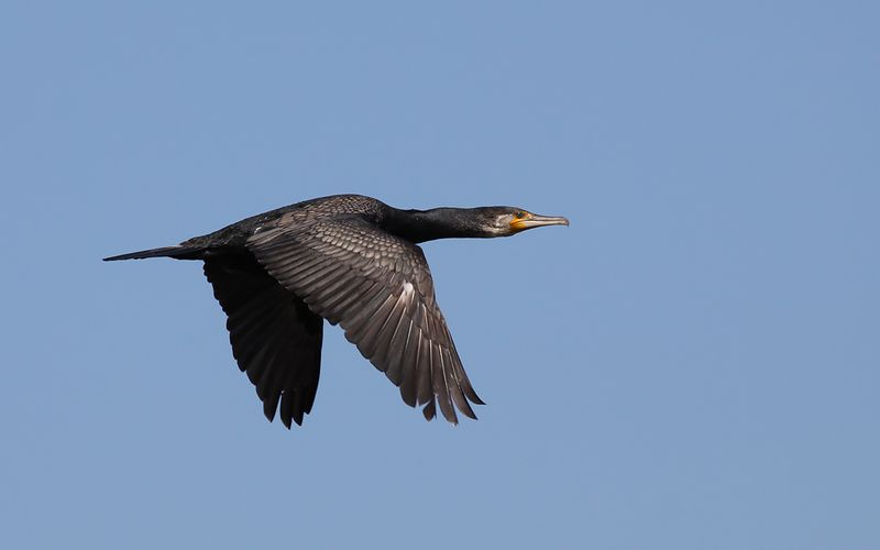 Storskarv - Cormorant  (Phalacrocorax carbo)