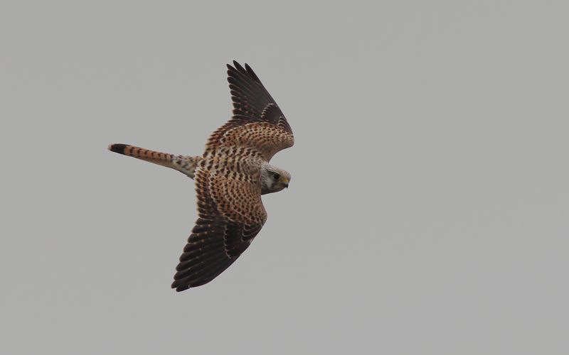 Tornfalk - Common Kestrel (Falco tinnunculus)