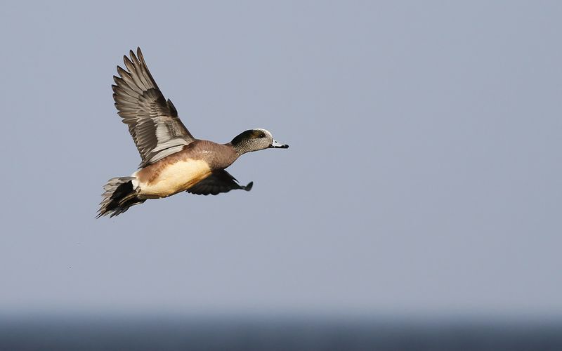 Amerikansk bläsand - American wigeon (Mareca americana)