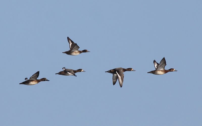 Bergand - Greater Scaup (Aythya marila)