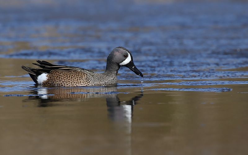 Blåvingad årta - Blue-winged Teal (Spatula discors)