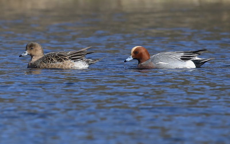 Bläsand - Eurasian wigeon (Mareca penelope)