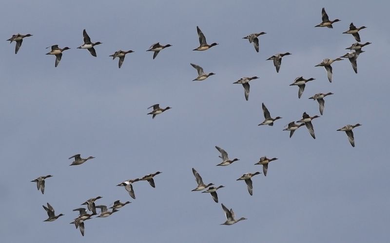Bläsand - Eurasian wigeon (Mareca penelope)