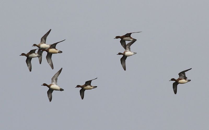 Bläsand - Eurasian wigeon (Mareca penelope)