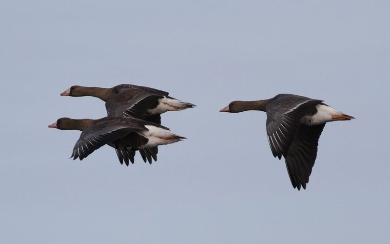 Bläsgås - Greater white-fronted goose (Anser albifrons)