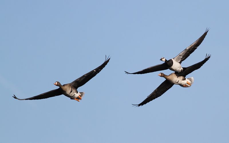 Bläsgås - Greater white-fronted goose (Anser albifrons)