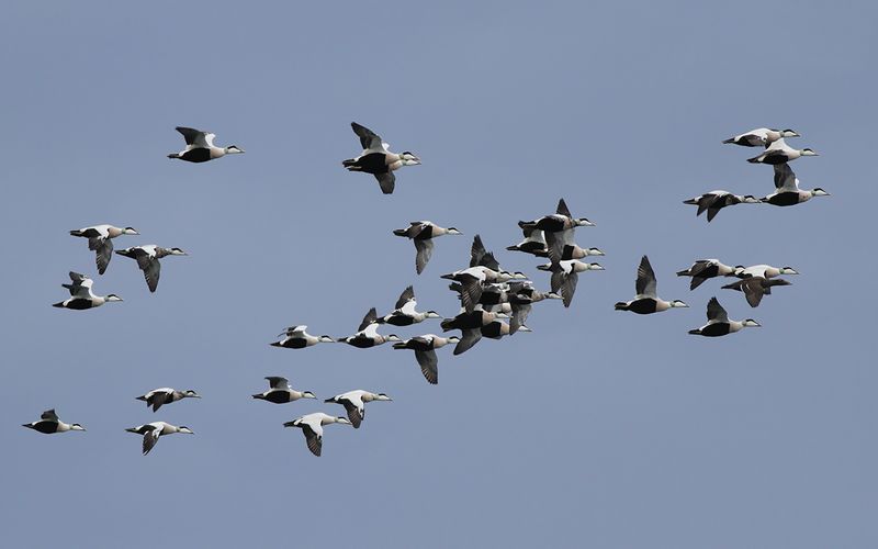 Ejder - Eider (Somateria mollissima)