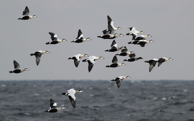 Ejder - Eider (Somateria mollissima)