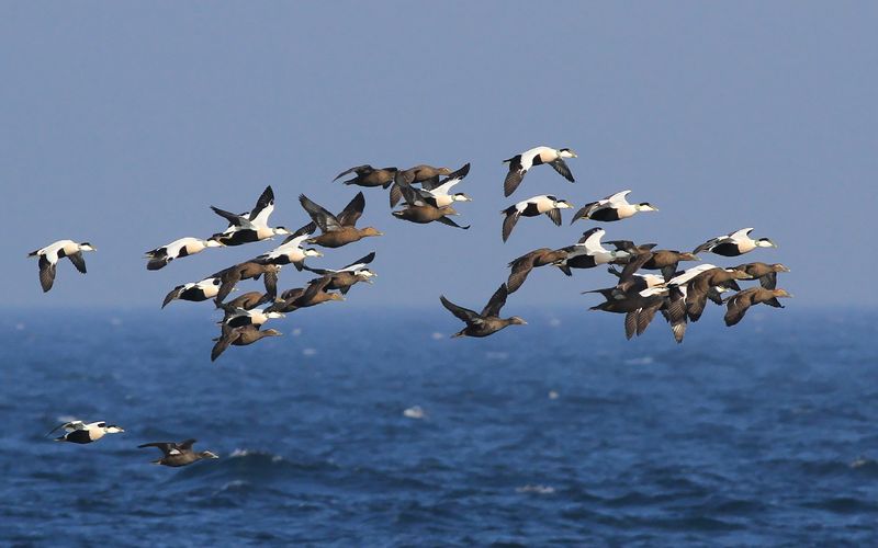 Ejder - Eider (Somateria mollissima)