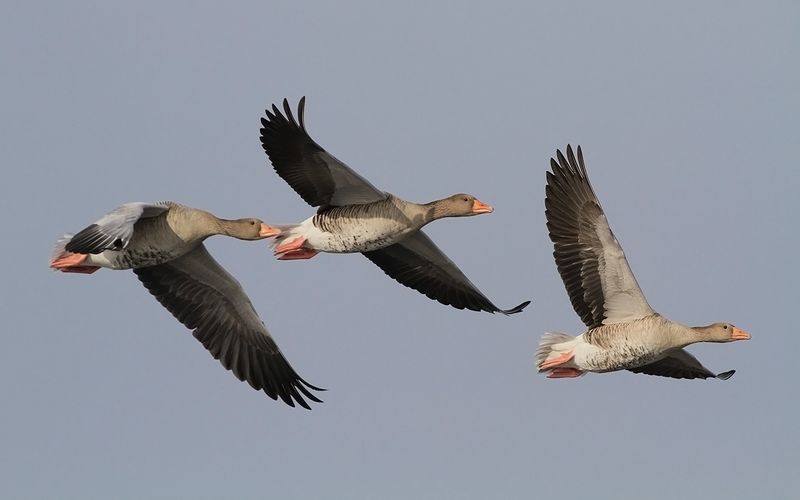 Grågås - Greylag goose (Anser anser)