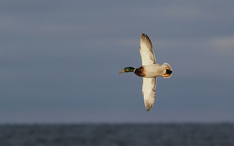 Gräsand - Mallard (Anas platyrhynchos)