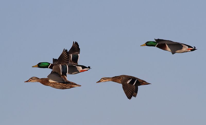 Gräsand - Mallard (Anas platyrhynchos)