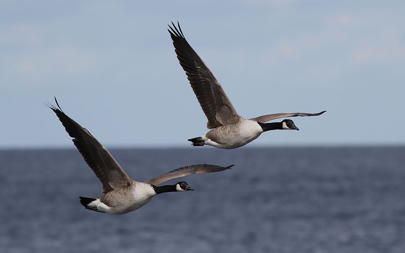 Kanadags - Canada goose  (Branta canadensis)