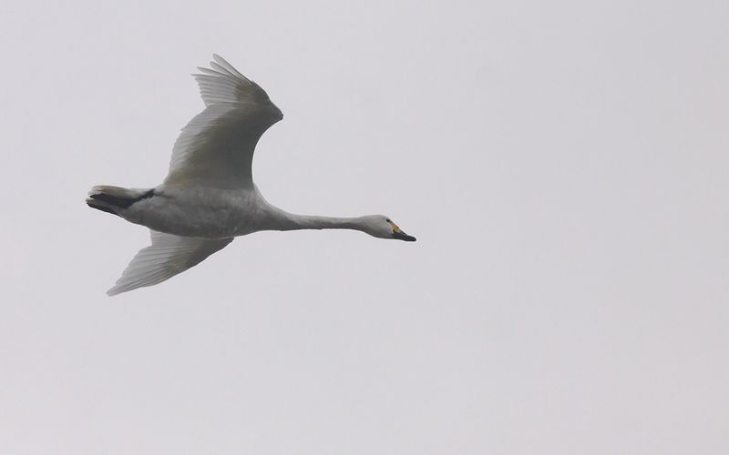 Mindre sångsvan - Tundra swan (Cygnus columbianus)