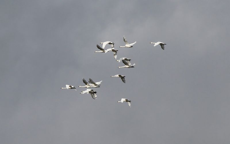 Mindre sångsvan - Tundra swan (Cygnus columbianus)