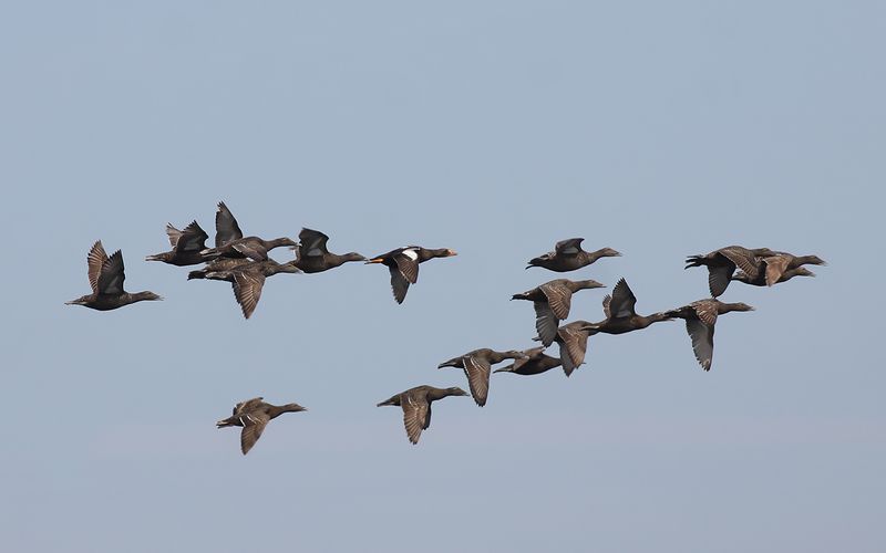 Praktejder - King Eider (Somateria spectabilis)