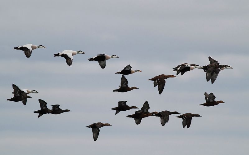 Praktejder - King Eider (Somateria spectabilis)