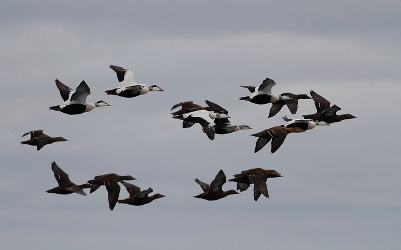 Praktejder - King Eider (Somateria spectabilis)