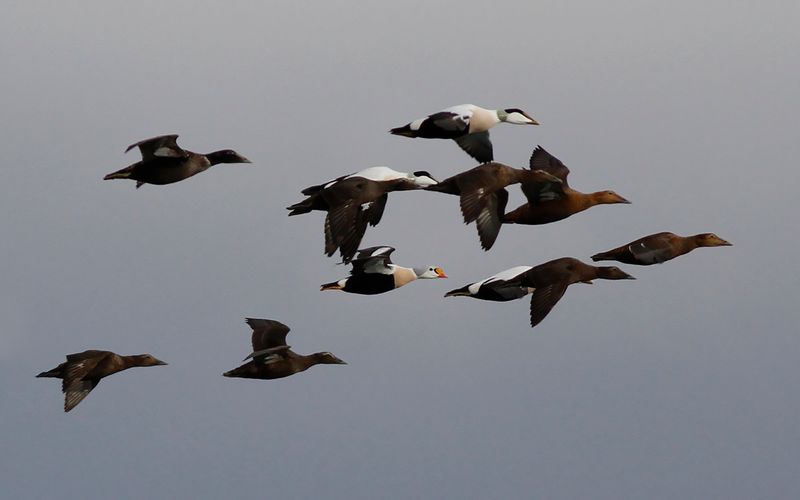 Praktejder - King Eider (Somateria spectabilis)