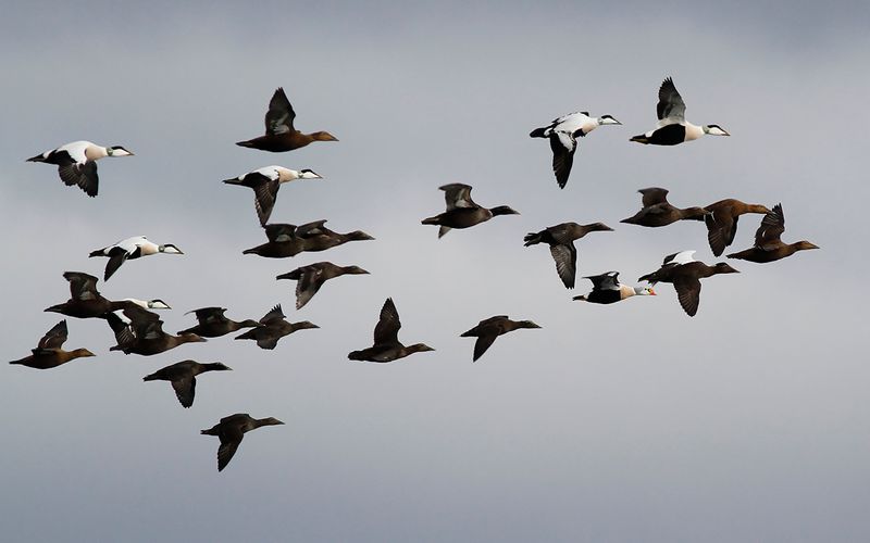 Praktejder - King Eider (Somateria spectabilis)