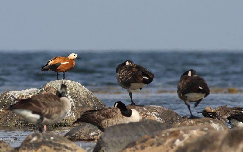 Rostand - Ruddy Shelduck (Tadorna ferruginea)