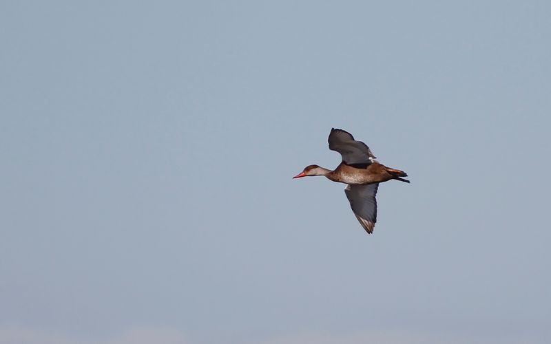Rödhuvad dykand - Red-crested pochard (Netta rufina)