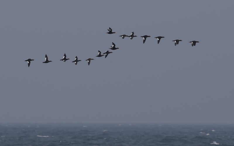 Svärta - Velvet Scoter (Melanitta fusca)