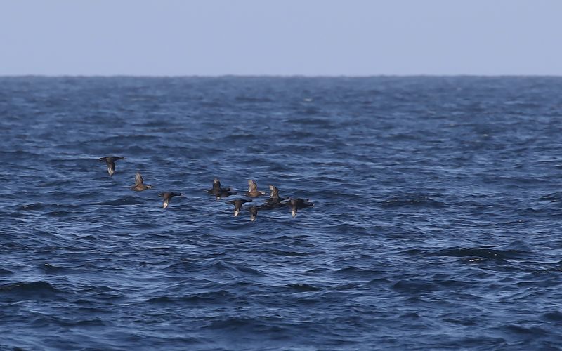 Sjöorre - Common Scoter (Melanitta nigra)