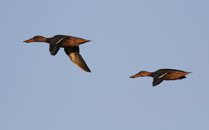 Skedand - Northern Shoveler (Spatula clypeata)