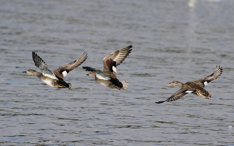 Snatterand - Gadwall (Mareca strepera)