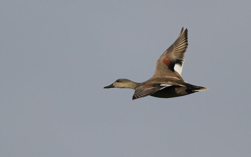 Snatterand - Gadwall (Mareca strepera)