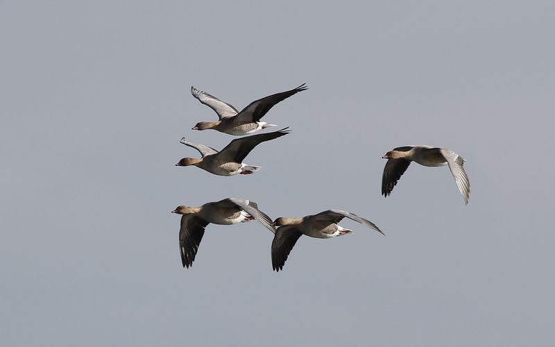 Spetsbergsgås - Pink-footed goose (Anser brachyrhynchus)