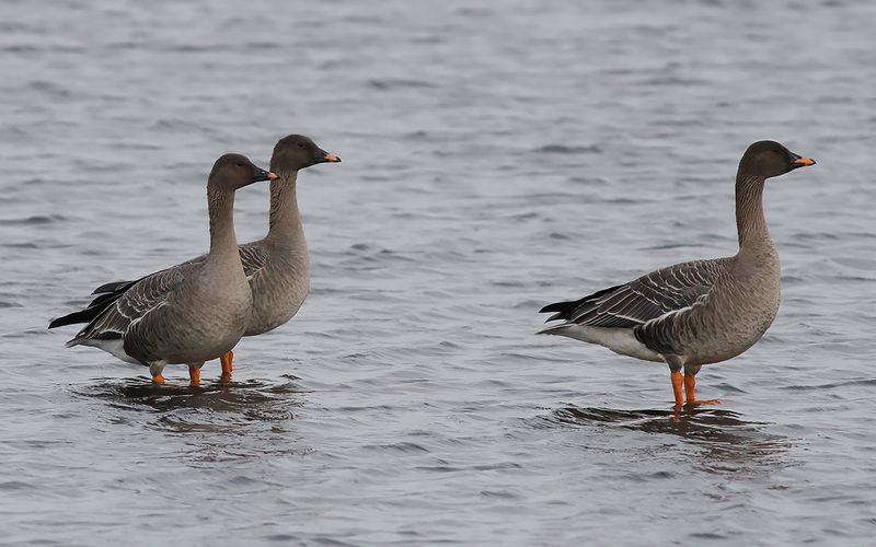 Sädgås - Bean Goose (Anser fabalis)