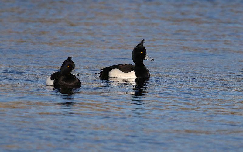 Vigg - Tufted Duck (Aythya fuligula)
