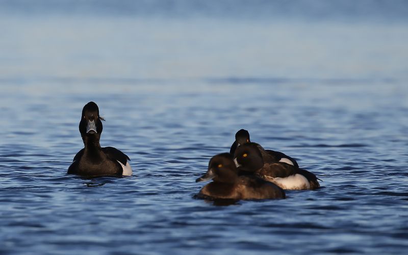 Vigg - Tufted Duck (Aythya fuligula)