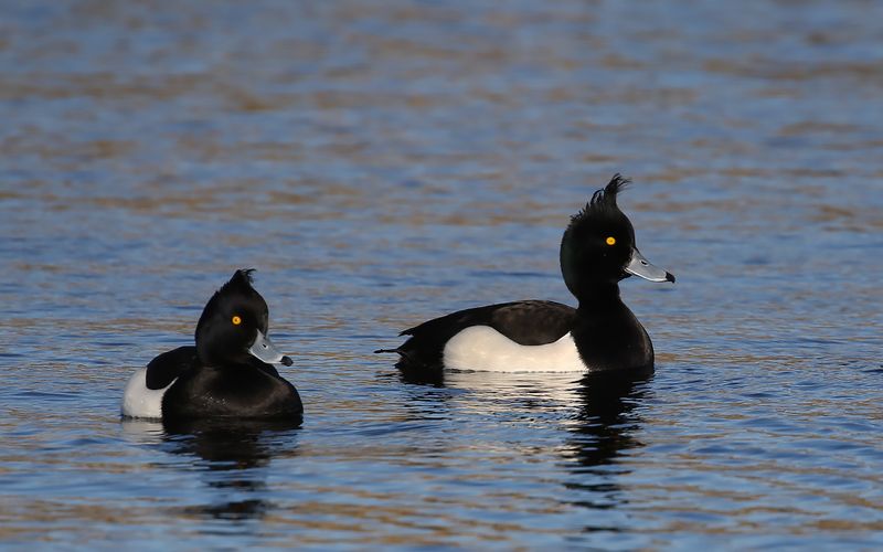 Vigg - Tufted Duck (Aythya fuligula)