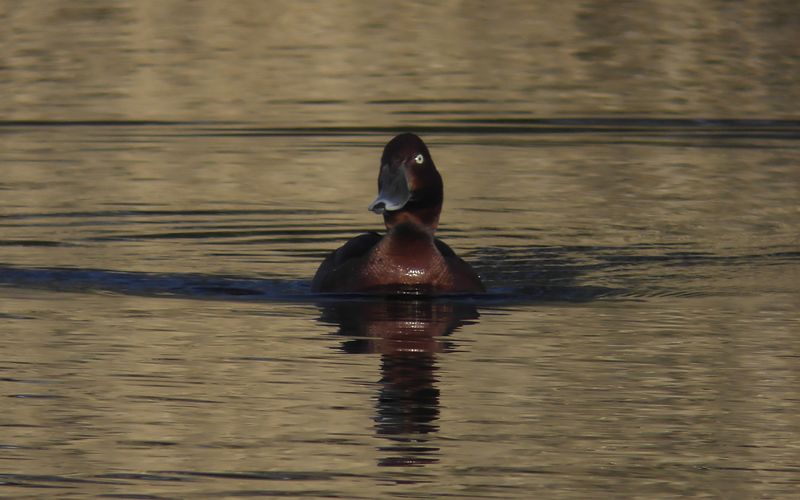Vitögd dykand - Ferruginous Duck (Aythya nyroca)