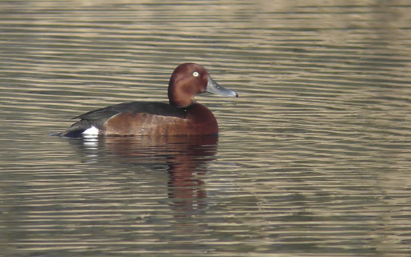 Vitögd dykand - Ferruginous Duck (Aythya nyroca)